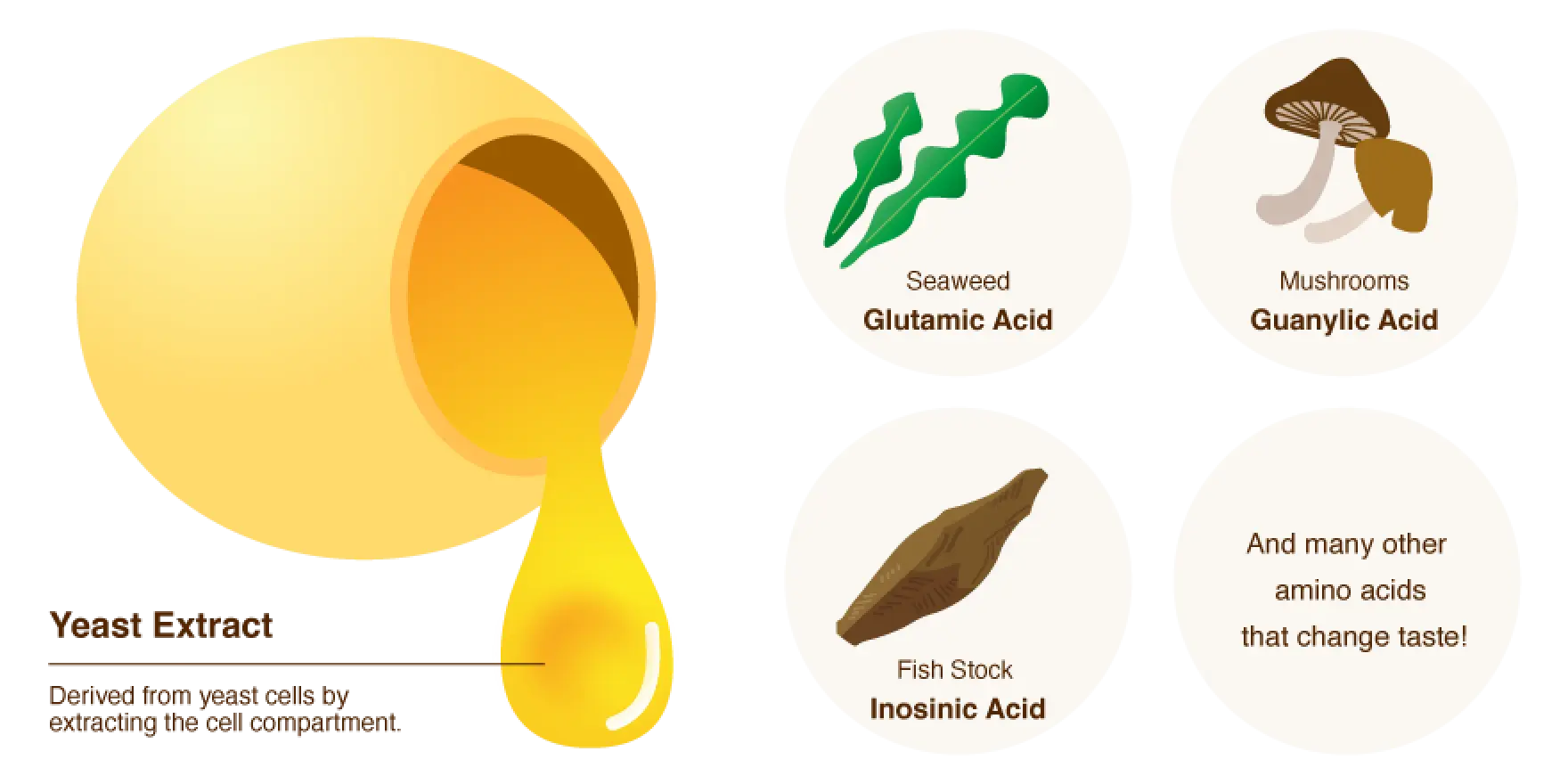 Yeast extract is derived from yeast cells by extracting the cell compartment. Yeast extract contains: Seaweed, Glutamic Acid; Mushrooms, Guanylic Acid; Fish Stock, Inosinic Acid; And many other amino acids that change taste!