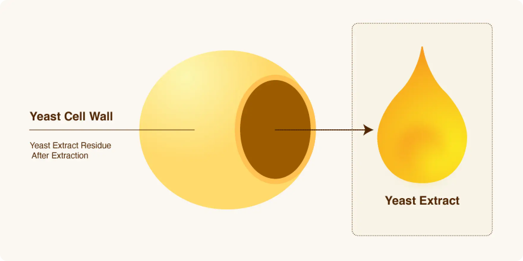 Yeast cell walls are the residue after yeast extract extraction.