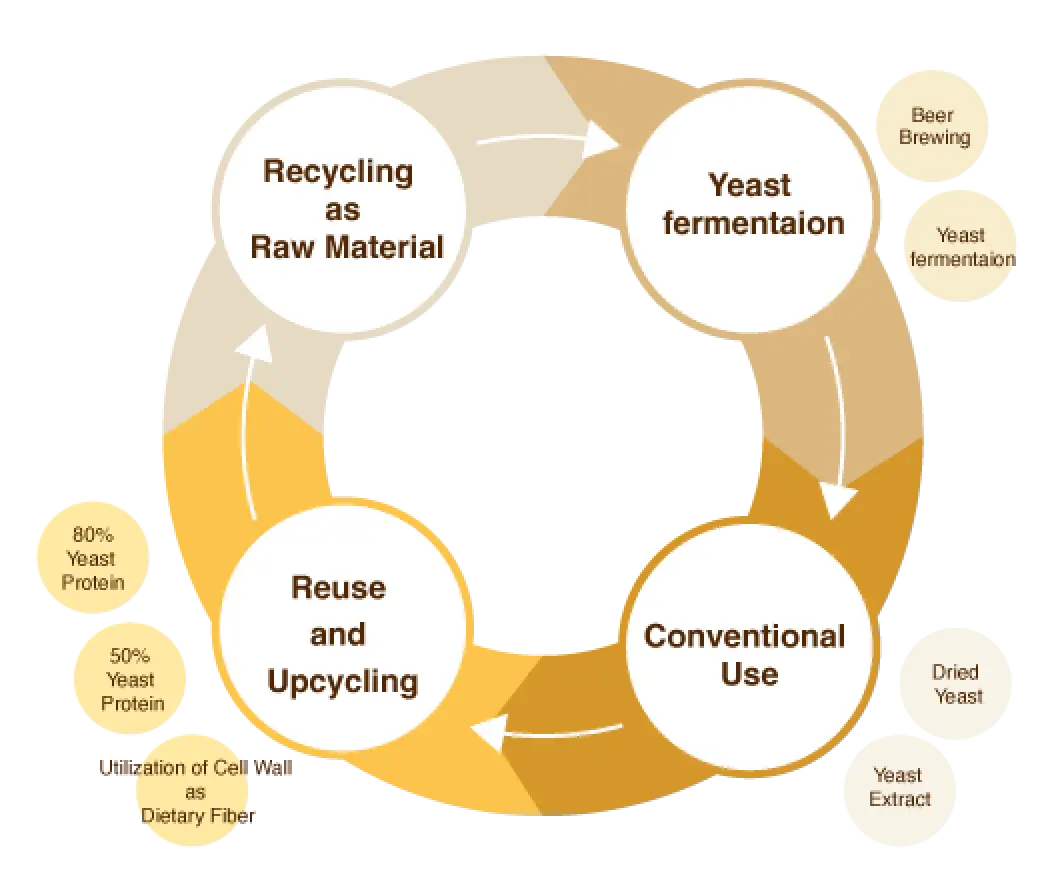 Diagram showing the cycle: Yeast fermentation → Conventional Use → Reuse and Upcycling → Recycling as Raw Material