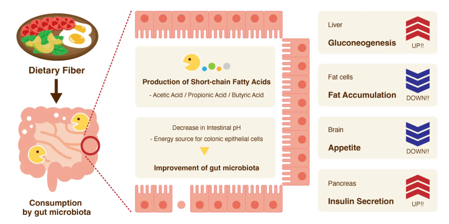 Dietary Fiber is consumed by gut microbiota, leading to Production of Short-chain Fatty Acids (Acetic Acid / Propionic Acid / Butyric Acid) and Decrease in Intestinal pH (Energy source for colonic epithelial cells), resulting in Improvement of gut microbiota. Additionally, effects on Liver (Gluconeogenesis up), Fat cells (Fat Accumulation down), Brain (Appetite down), and Pancreas (Insulin Secretion up) are expected.