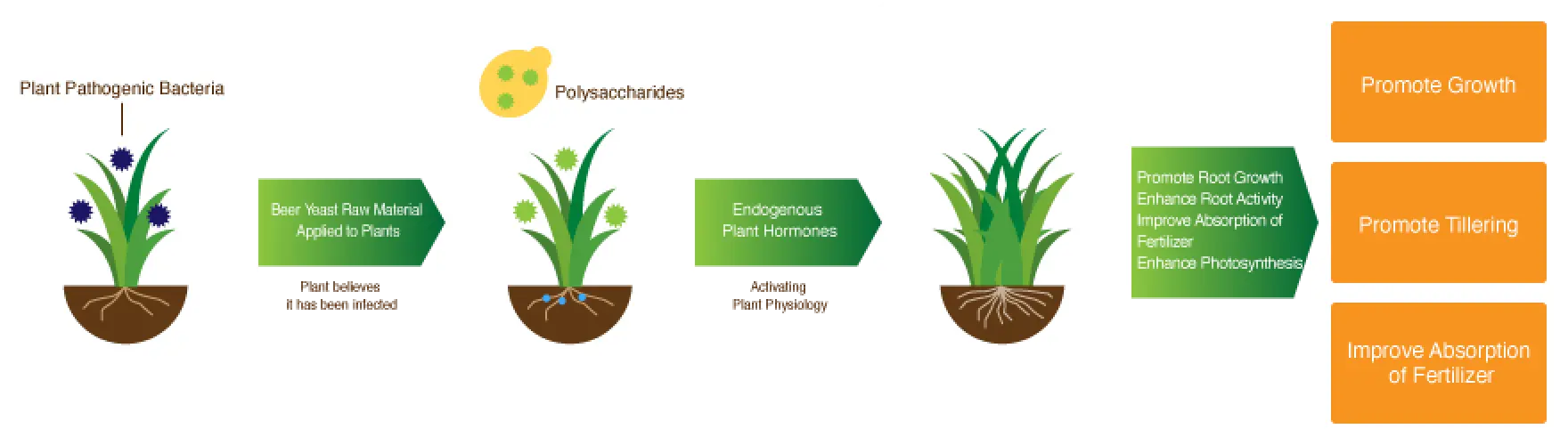 When Beer Yeast Raw Material is Applied to Plants, the plant believes it has been infected. Plant Pathogenic Bacteria and Polysaccharides trigger Endogenous Plant Hormones, Activating Plant Physiology. This leads to: Promote Root Growth, Enhance Root Activity, Improve Absorption of Fertilizer, Enhance Photosynthesis. Results include: Promote Growth, Promote Tillering, Improve Absorption of Fertilizer.