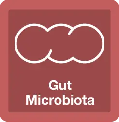 Improvement of Gut Microbiota
