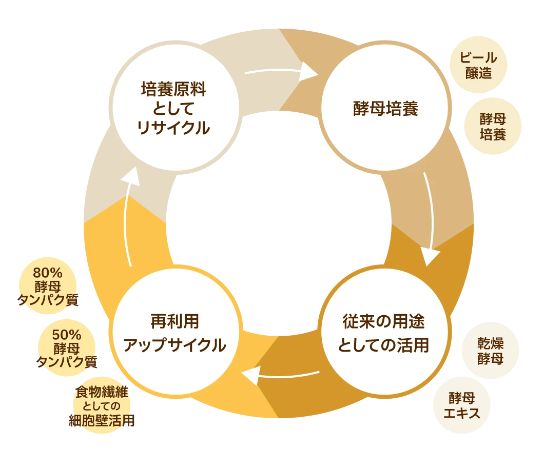 酵母培養→従来の用途としての活用→再利用アップサイクル→培養原料としてリサイクル、の循環を示す図