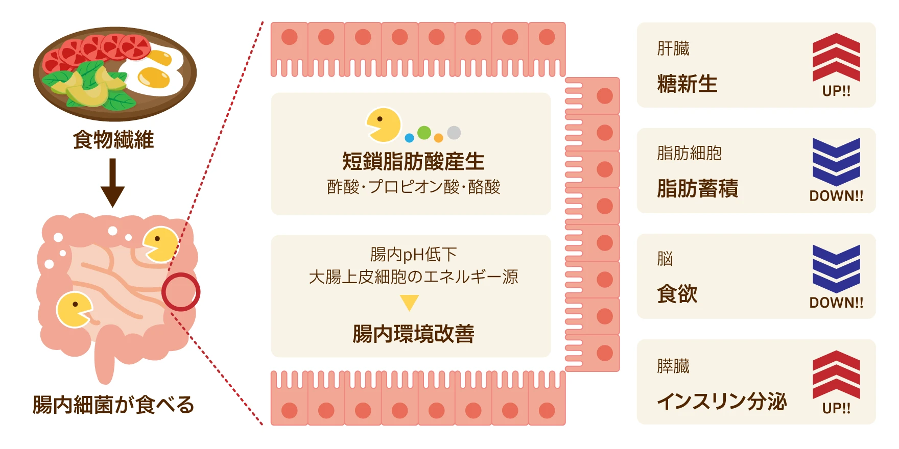 酢酸・プロピオン酸・酪酸の短鎖脂肪酸産生、腸内pH低下・大腸上皮細胞のエネルギー源を通じた腸内環境改善。それ以外にも肝臓の糖新生アップ、脂肪細胞の脂肪蓄積ダウン、食欲ダウン、膵臓のインスリン分泌アップなどの健康機能への貢献が期待されています。