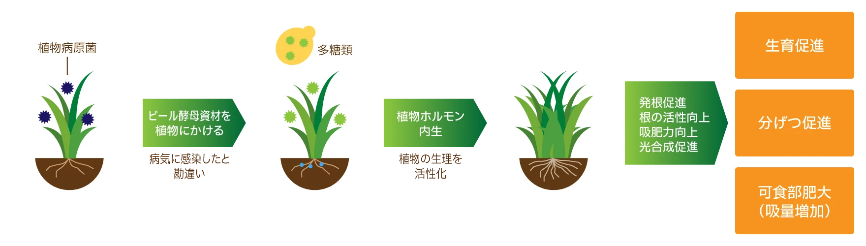 ビール酵母資材を植物にかけると病気に感染したと勘違いし、植物ホルモンが内生され植物の生理を活性化。発根促進、根の活性向上、吸肥力向上、光合成促進を促し、生育促進、分げつ促進、可食部増大（吸量増加）などの成果につながります。